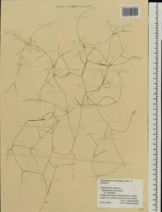 Potamogeton trichoides Cham. & Schltdl., Eastern Europe, Western region (E3) (Russia)