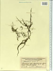 Utricularia minor L., Eastern Europe, Volga-Kama region (E7) (Russia)