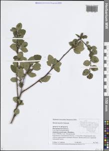 Betula humilis Schrank, Eastern Europe, Central region (E4) (Russia)