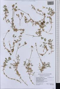 Cerastium tomentosum L., Western Europe (EUR) (Italy)