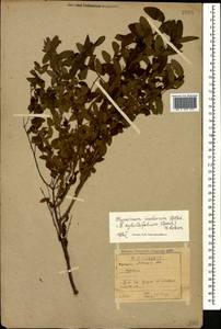 Hypericum xylosteifolium (Spach) Robson, Caucasus, Abkhazia (K4a) (Abkhazia)