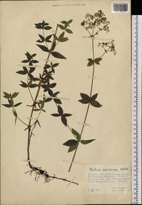 Galium amurense Pobed., Siberia, Russian Far East (S6) (Russia)