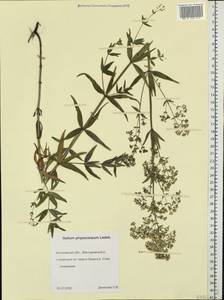 Galium rubioides L., Eastern Europe, Central forest region (E5) (Russia)