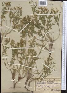 Haplophyllum versicolor Fisch. & C. A. Mey., Middle Asia, Western Tian Shan & Karatau (M3) (Kazakhstan)