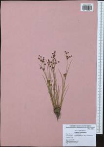 Juncus articulatus L., Eastern Europe, Central region (E4) (Russia)