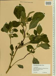 Amaranthus powellii S. Watson, Eastern Europe, Central region (E4) (Russia)