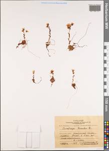 Saxifraga hirculus L., Middle Asia, Pamir & Pamiro-Alai (M2) (Tajikistan)