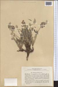 Hedysarum poncinsii Franch., Middle Asia, Pamir & Pamiro-Alai (M2) (Kyrgyzstan)