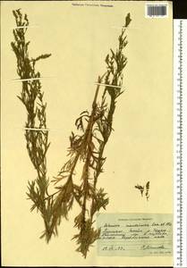 Artemisia mandschurica (Kom.) Kom., Siberia, Russian Far East (S6) (Russia)