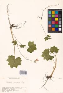 Primula jesoana Miq., South Asia, South Asia (Asia outside ex-Soviet states and Mongolia) (ASIA) (Japan)