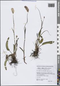 Bistorta elliptica (Willd. ex Spreng.) Kom., Siberia, Baikal & Transbaikal region (S4) (Russia)