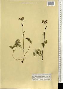 Ostericum tenuifolium (Pall. ex Spreng.) Y.C.Chu, Mongolia (MONG) (Mongolia)