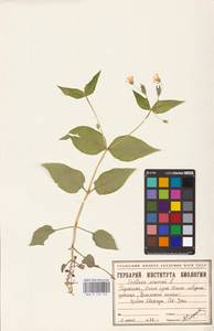 Stellaria nemorum L., Eastern Europe, Eastern region (E10) (Russia)