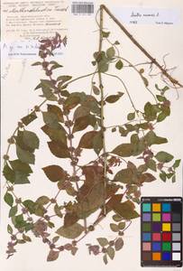 Mentha arvensis L., Eastern Europe, Lower Volga region (E9) (Russia)