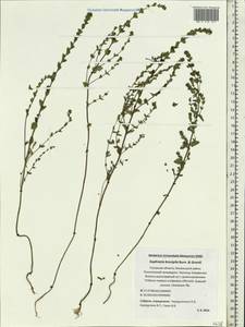 Euphrasia × vernalis List, Eastern Europe, North-Western region (E2) (Russia)