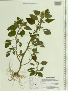 Amaranthus retroflexus L., Eastern Europe, North-Western region (E2) (Russia)