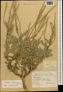 Matthiola odoratissima (Pall. ex M.Bieb.) W.T. Aiton, Caucasus, Black Sea Shore (from Novorossiysk to Adler) (K3) (Russia)