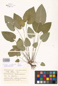 Viola ×interjecta Borbás, Eastern Europe, Moscow region (E4a) (Russia)