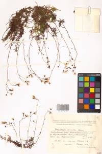 Saxifraga bronchialis subsp. bronchialis, Siberia, Russian Far East (S6) (Russia)