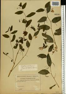 Impatiens noli-tangere L., Eastern Europe, Middle Volga region (E8) (Russia)