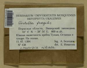 Tortella fragilis (Drumm.) Limpr., Bryophytes, Bryophytes - Permsky Krai, Udmurt Republic, Sverdlovsk & Kirov Oblasts (B8) (Russia)