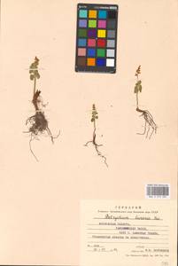 Botrychium lunaria (L.) Sw., Eastern Europe, Moscow region (E4a) (Russia)