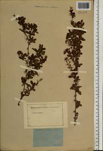 Berberis sibirica Pall., Siberia, Baikal & Transbaikal region (S4) (Russia)