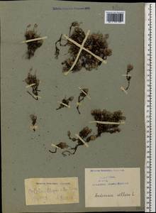 Androsace villosa L., Caucasus, Armenia (K5) (Armenia)