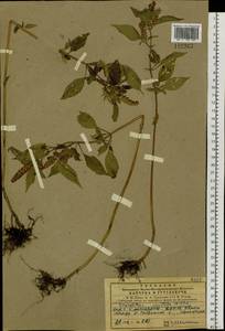 Elsholtzia ciliata (Thunb.) Hyl., Siberia, Central Siberia (S3) (Russia)