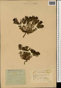 Ajuga chamaepitys subsp. chia (Schreb.) Arcang., Caucasus, Stavropol Krai, Karachay-Cherkessia & Kabardino-Balkaria (K1b) (Russia)