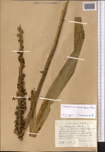 Eremurus zenaidae Vved., Middle Asia, Western Tian Shan & Karatau (M3) (Kyrgyzstan)