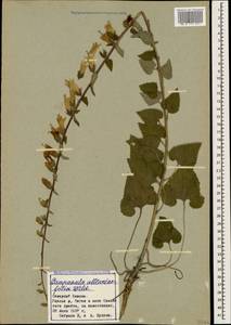 Campanula alliariifolia Willd., Caucasus, Stavropol Krai, Karachay-Cherkessia & Kabardino-Balkaria (K1b) (Russia)