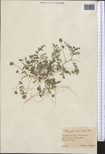 Astragalus sesamoides Boiss., Middle Asia, Karakum (M6) (Turkmenistan)