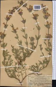 Dracocephalum diversifolium Rupr., Middle Asia, Western Tian Shan & Karatau (M3) (Kazakhstan)