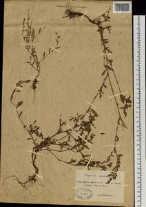 Polygonum aviculare L., Siberia, Yakutia (S5) (Russia)