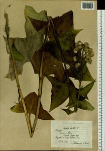 Parasenecio hastatus (L.) H.Koyama, Siberia, Chukotka & Kamchatka (S7) (Russia)