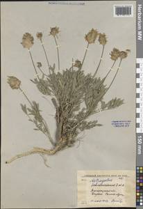 Astragalus schrenkianus Fisch. & C.A.Mey., Middle Asia, Western Tian Shan & Karatau (M3) (Uzbekistan)