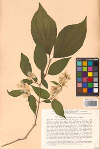 Philadelphus tenuifolius Rupr. & Maxim., Siberia, Russian Far East (S6) (Russia)