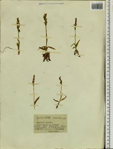 Spiranthes australis (R.Br.) Lindl., Siberia, Baikal & Transbaikal region (S4) (Russia)