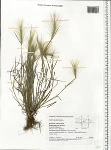 Hordeum jubatum L., Eastern Europe, Central region (E4) (Russia)