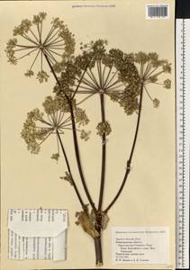 Angelica archangelica subsp. litoralis (Fr.) Thell., Eastern Europe, North-Western region (E2) (Russia)