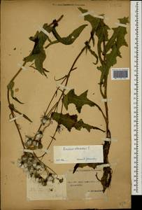 Sonchus oleraceus L., Caucasus, Stavropol Krai, Karachay-Cherkessia & Kabardino-Balkaria (K1b) (Russia)