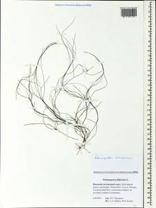 Stuckenia filiformis (Pers.) Börner, Eastern Europe, Northern region (E1) (Russia)