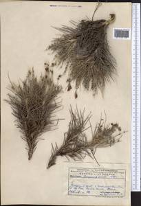 Onobrychis echidna Lipsky, Middle Asia, Pamir & Pamiro-Alai (M2) (Uzbekistan)