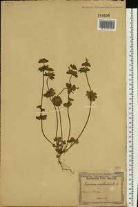 Lamium amplexicaule L., Eastern Europe, South Ukrainian region (E12) (Ukraine)