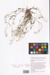 Rorippa brachycarpa (C.A.Mey.) Hayek, Eastern Europe, Lower Volga region (E9) (Russia)