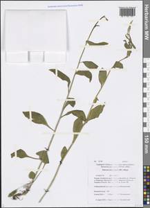 Eutrema integrifolium (DC.) Bunge, Siberia, Altai & Sayany Mountains (S2) (Russia)
