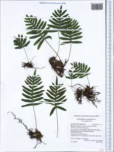 Polypodium cambricum L., Western Europe (EUR) (Spain)