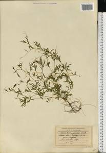 Vicia tetrasperma (L.) Schreb., Eastern Europe, Moscow region (E4a) (Russia)