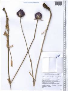 Dipsacus azureus Schrenk, Middle Asia, Pamir & Pamiro-Alai (M2) (Kyrgyzstan)
